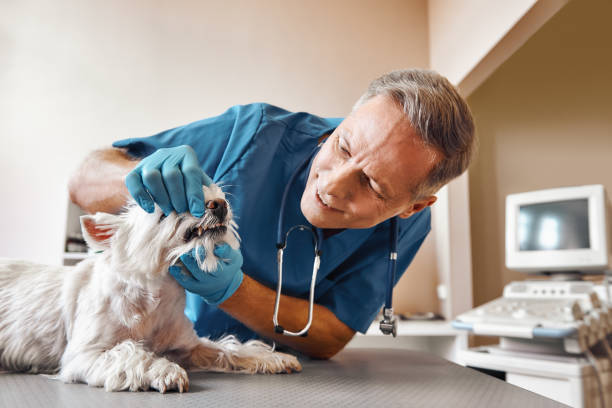 Best Emergency Dentist for Special Needs Patients in Southern Gateway, VA